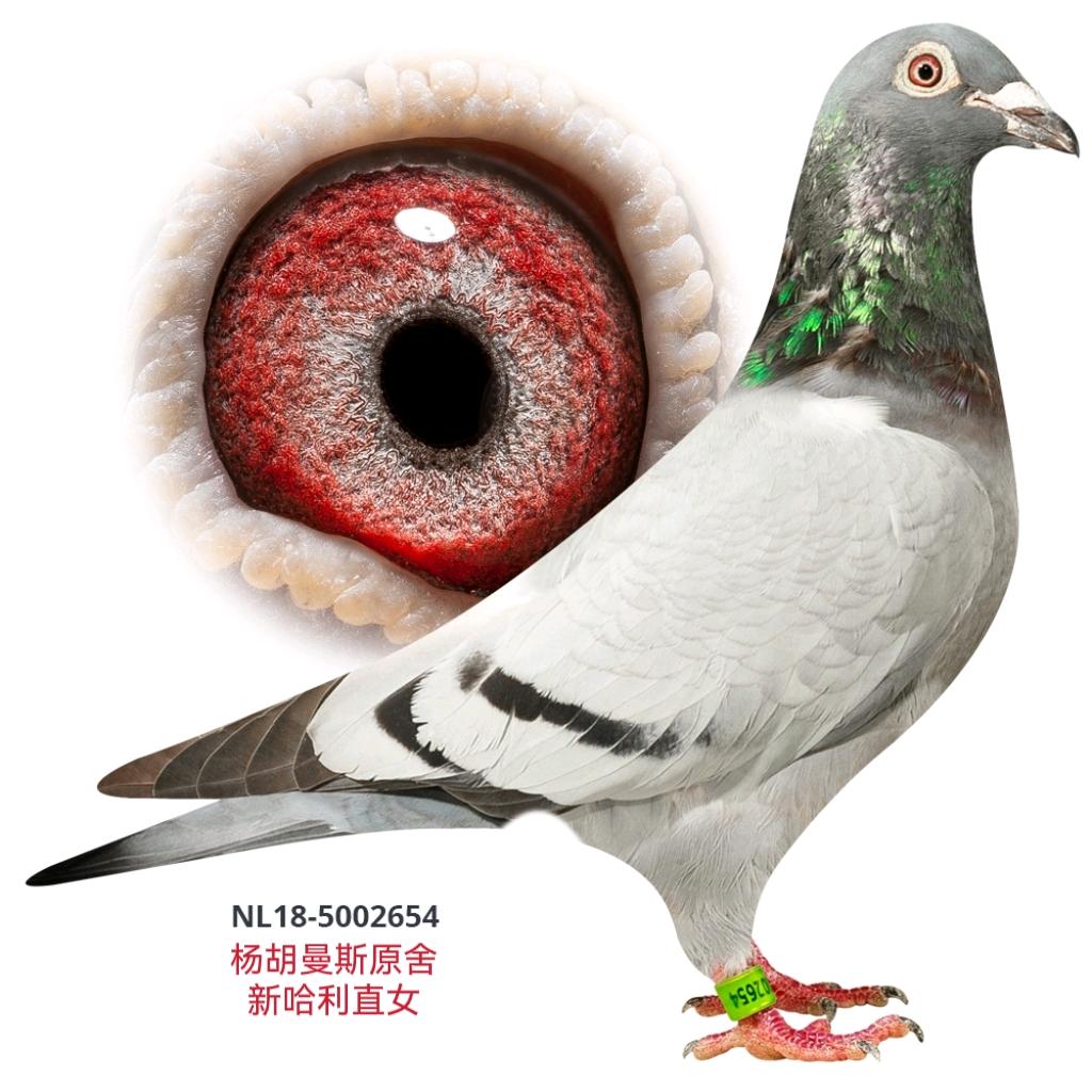 湖南九方鸽业  -🕊️