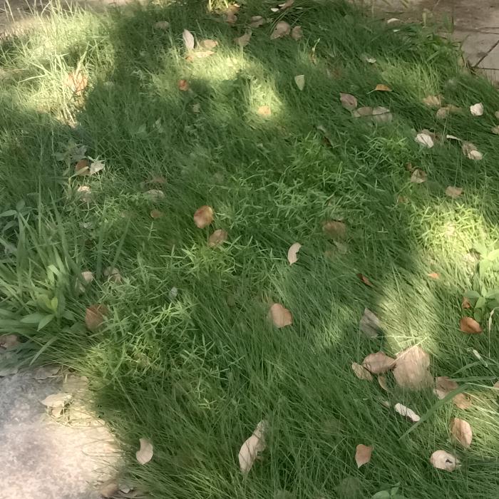 静等花开