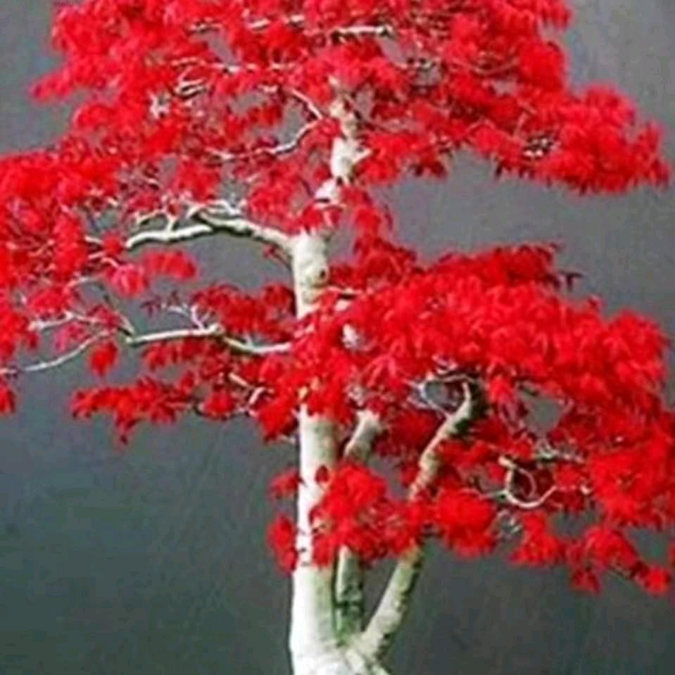 开心快乐带来每一天