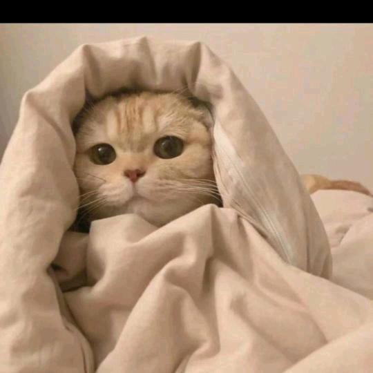 (๑•́ ᎔ ก̀๑)