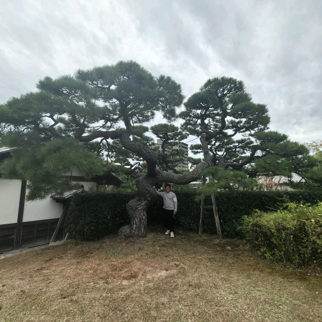 山水&艺树·黑松