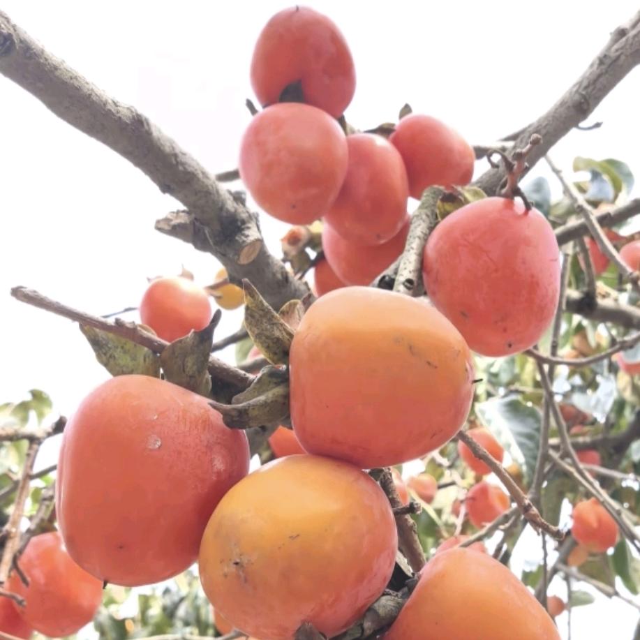 🌾笑😊笑🍊