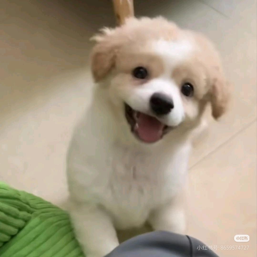 阿尚