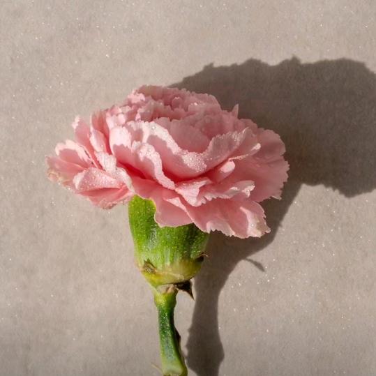 晨曦
