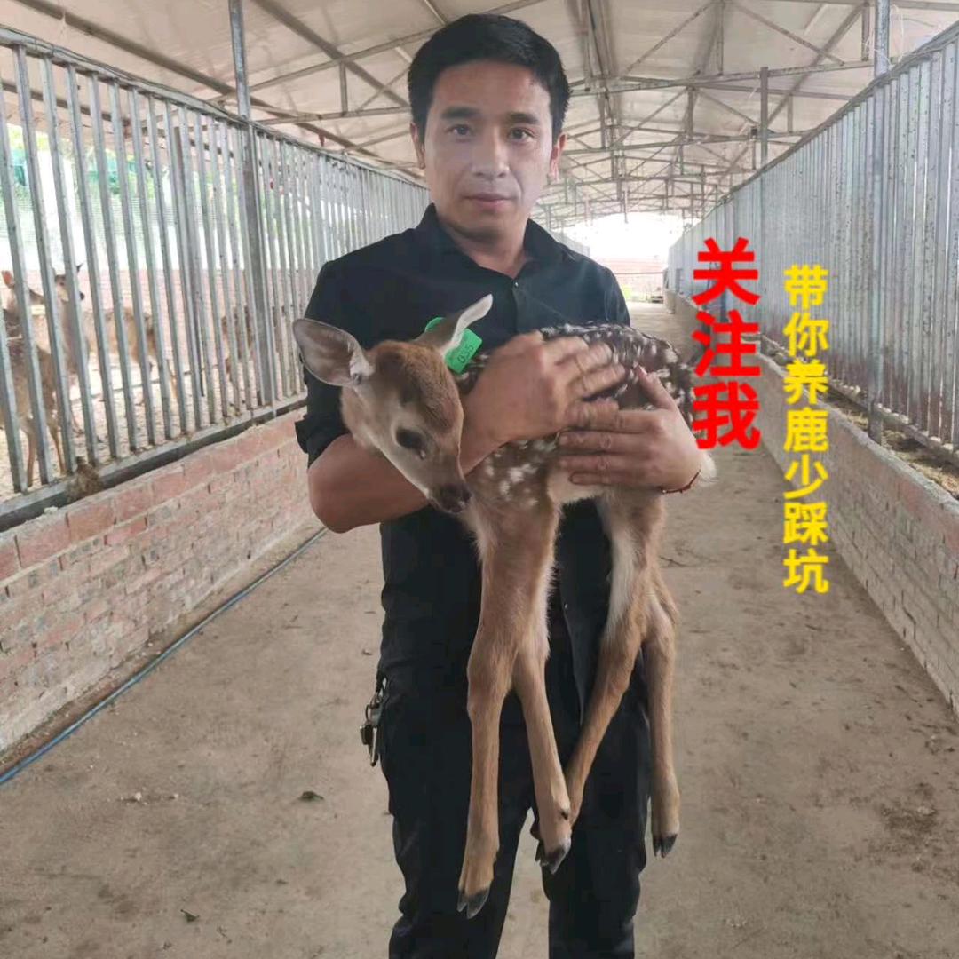 鹿名扬梅花鹿鹿业小店