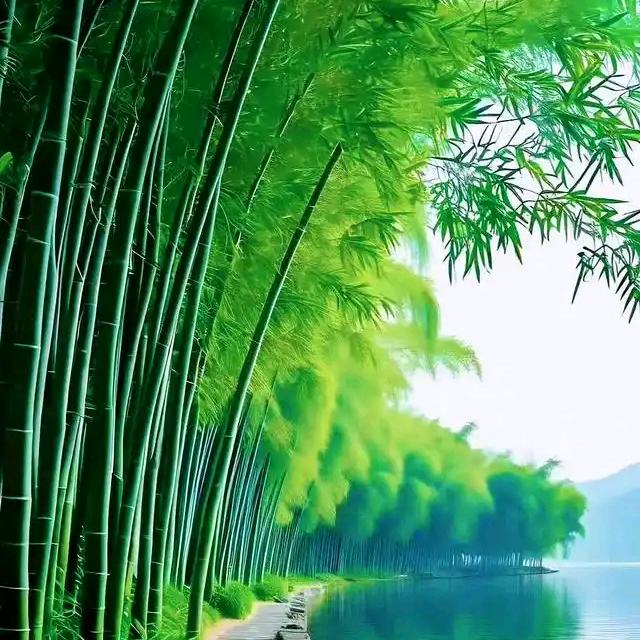 竹影扫阶i