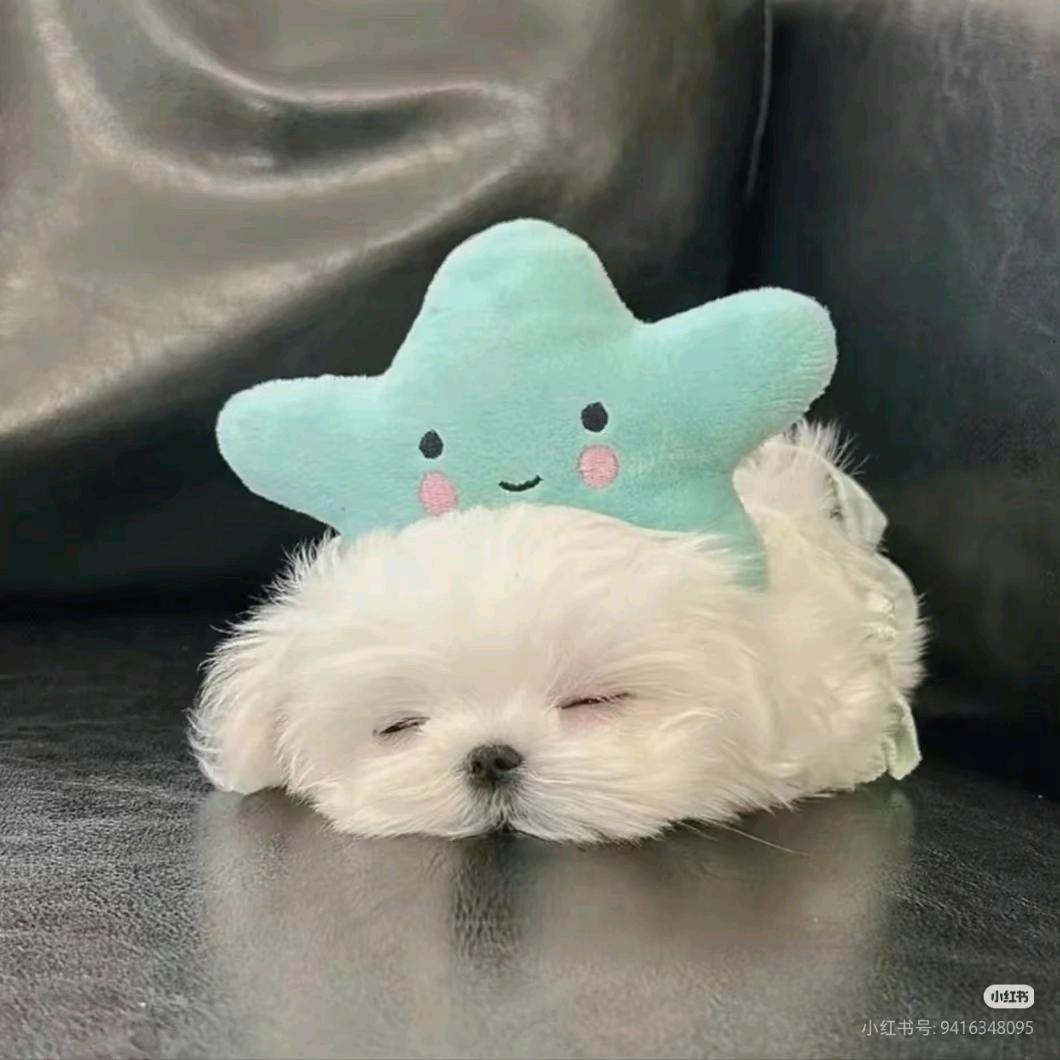 zzz11