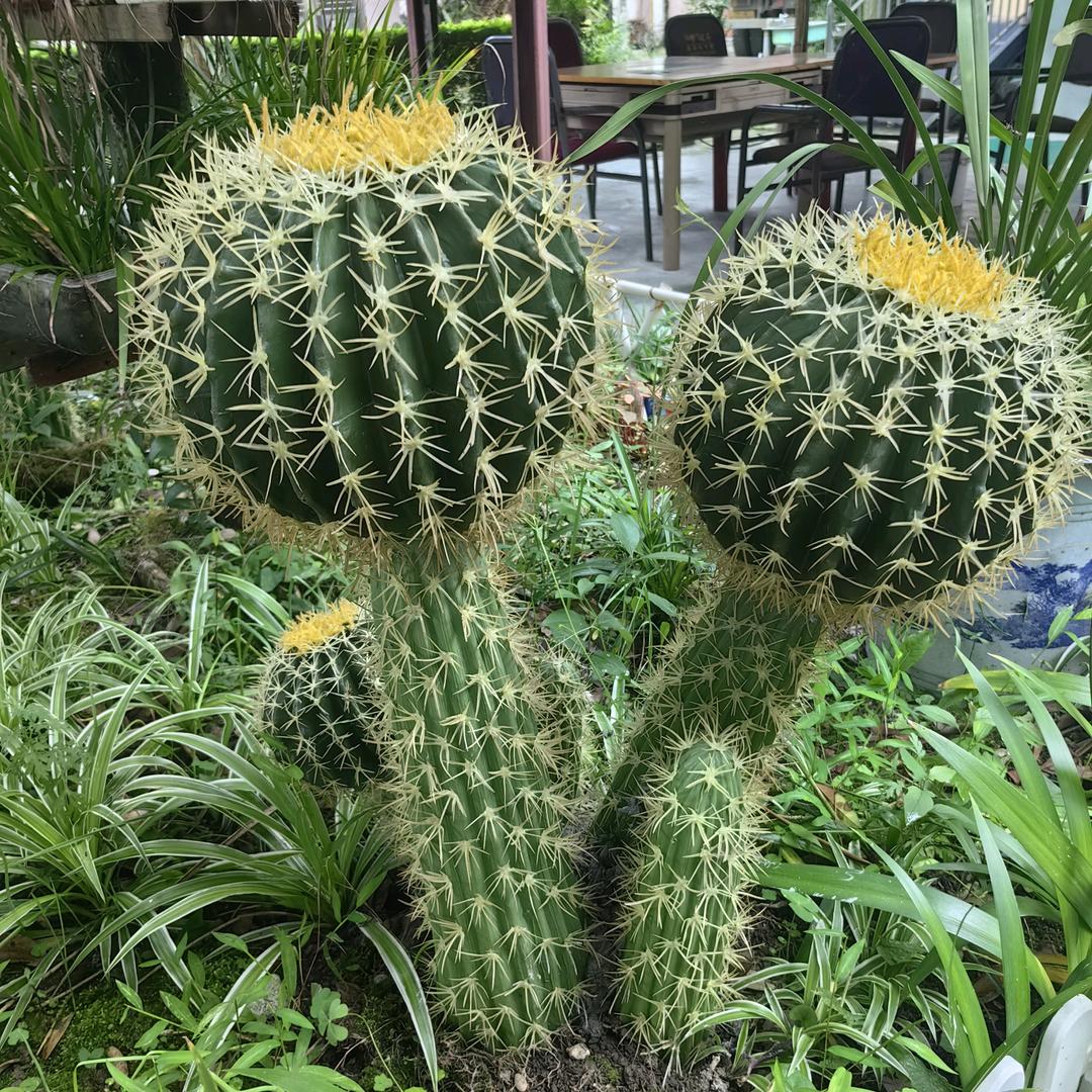 拉斐尔大叔
