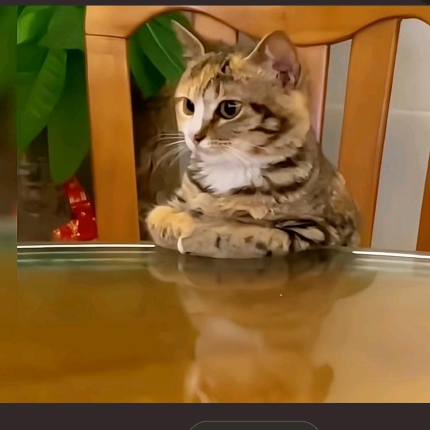 猫十三