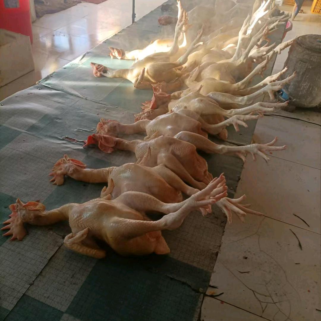 杀鸡鸭鹅手工