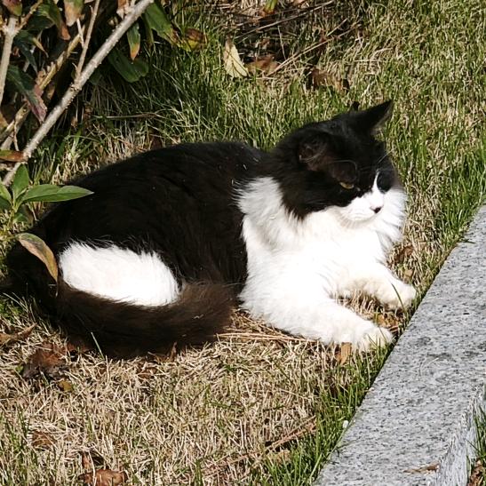 你是小猪头
