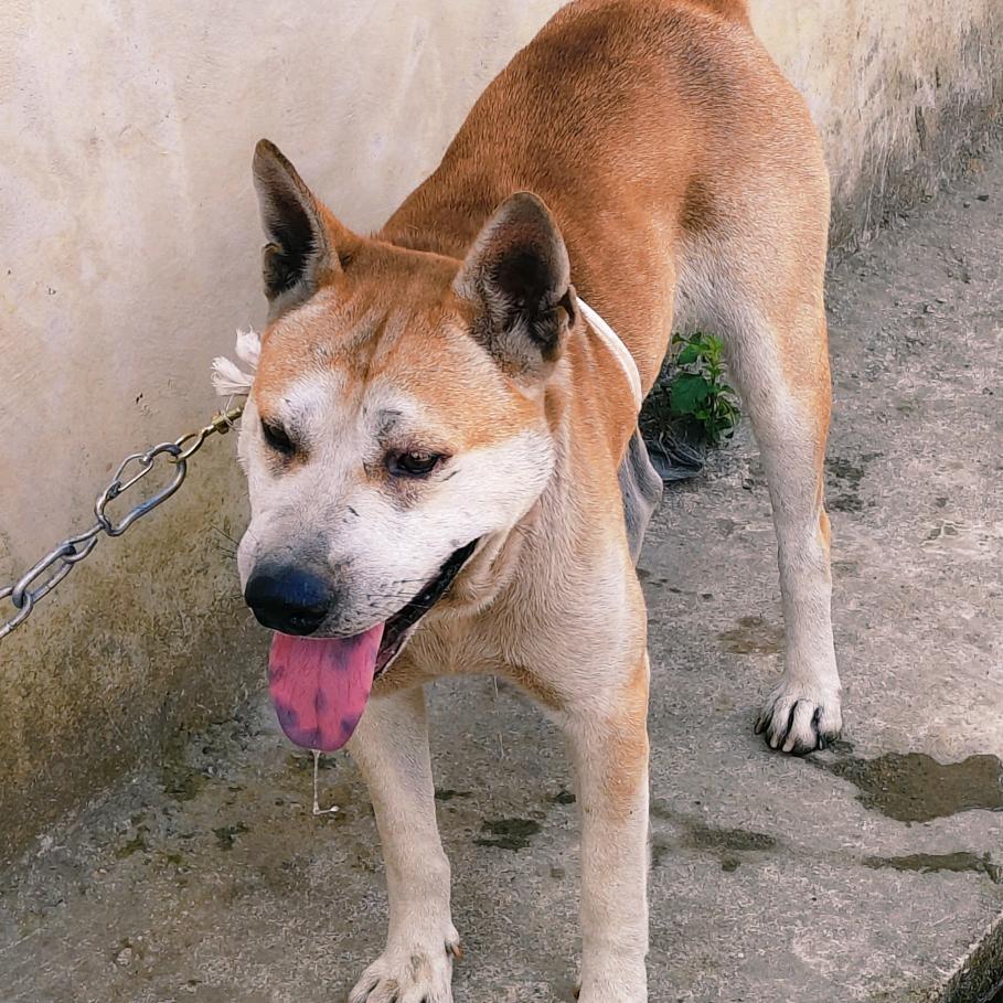 贵州新哥烈犬推广