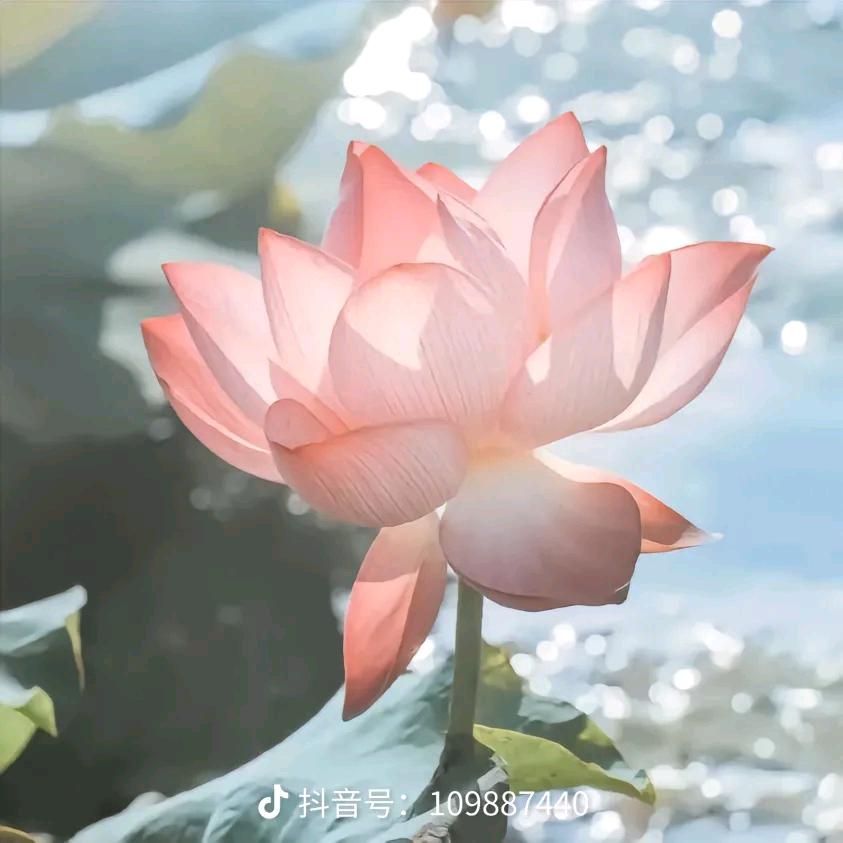 丽平