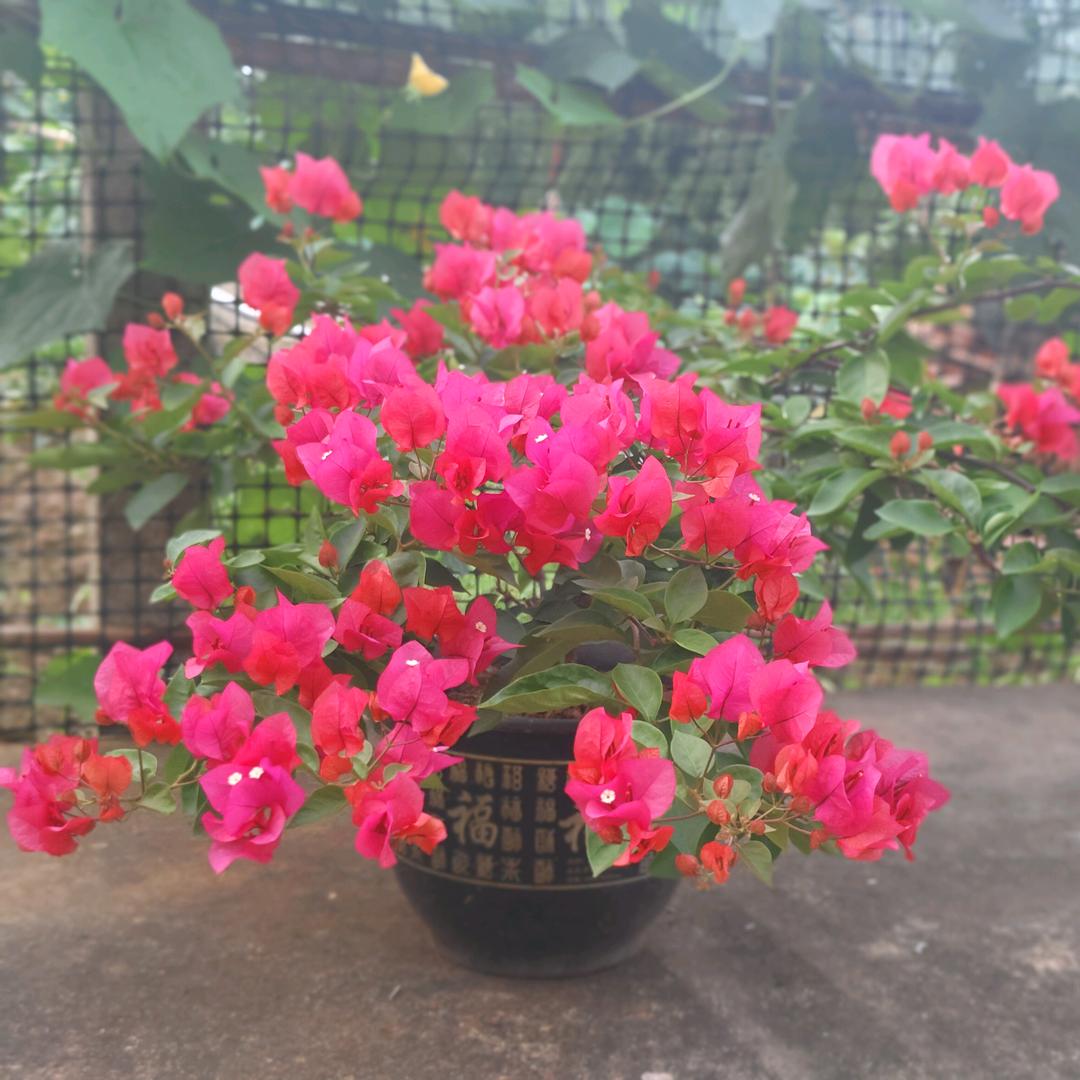 💋ꦿ搞ꕥ钱꧔ꦿ要紧