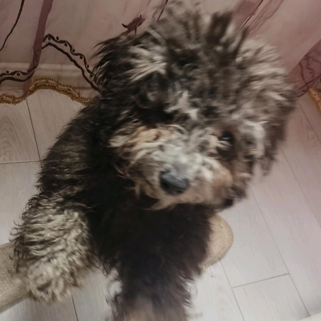 豆👑.