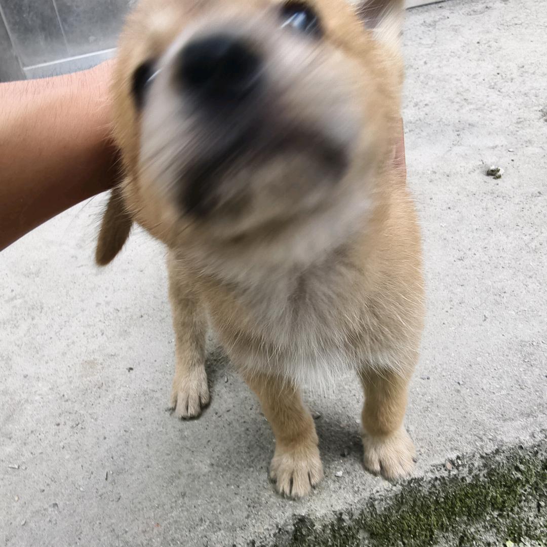 设计糕手
