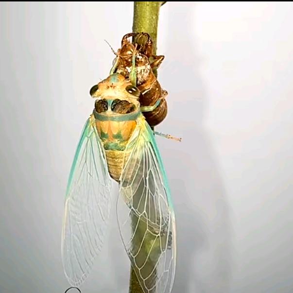 麦田里的守护者