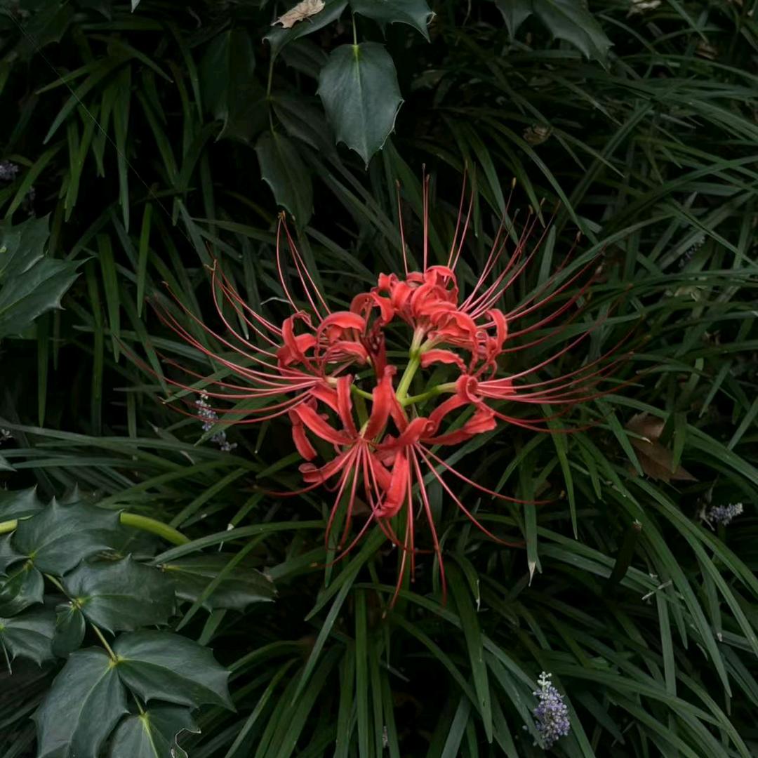 日签🌸🌸🌸自由行