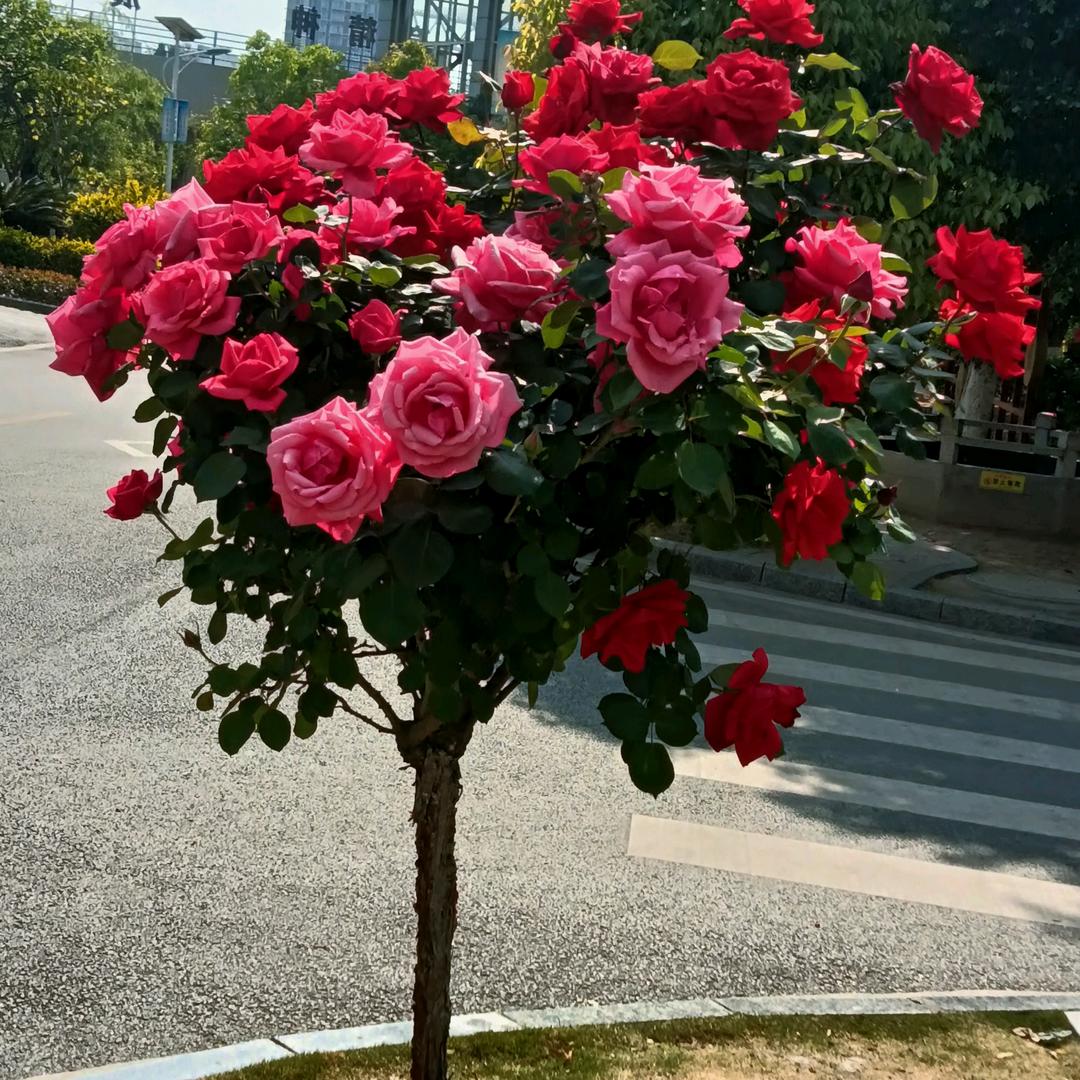 十一.