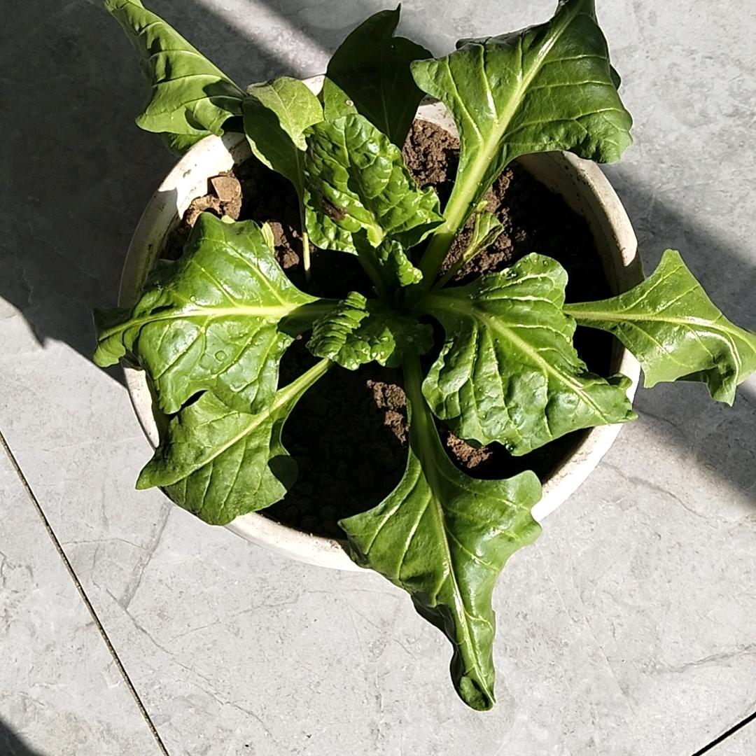 好哥哥小號（一）