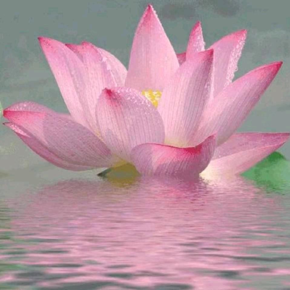 王家姑娘（善缘）