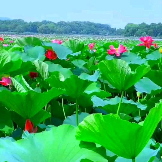 玲鹰🌸🌸🌷🌷
