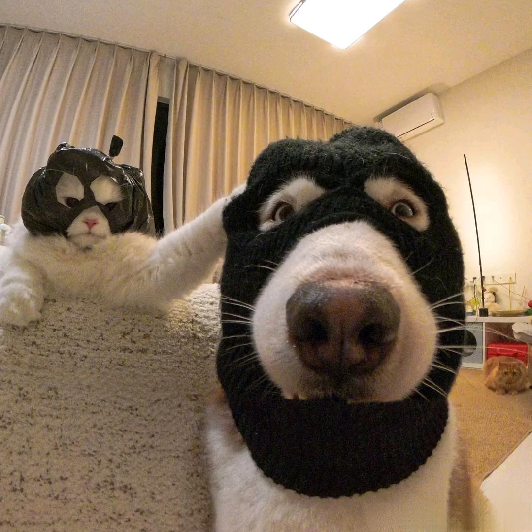 吃啥好的都不给你吃一口