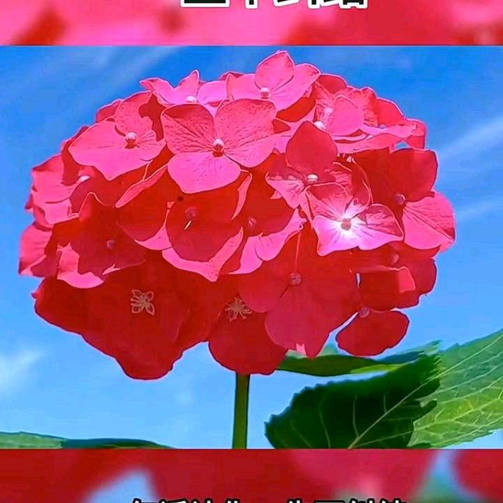 陕西胡子哥