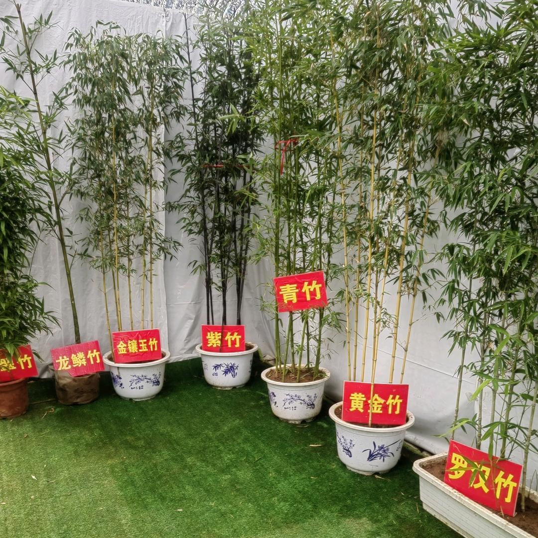 春吟词花卉园艺