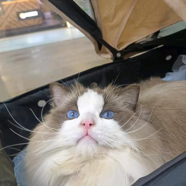 小喵当家官方号