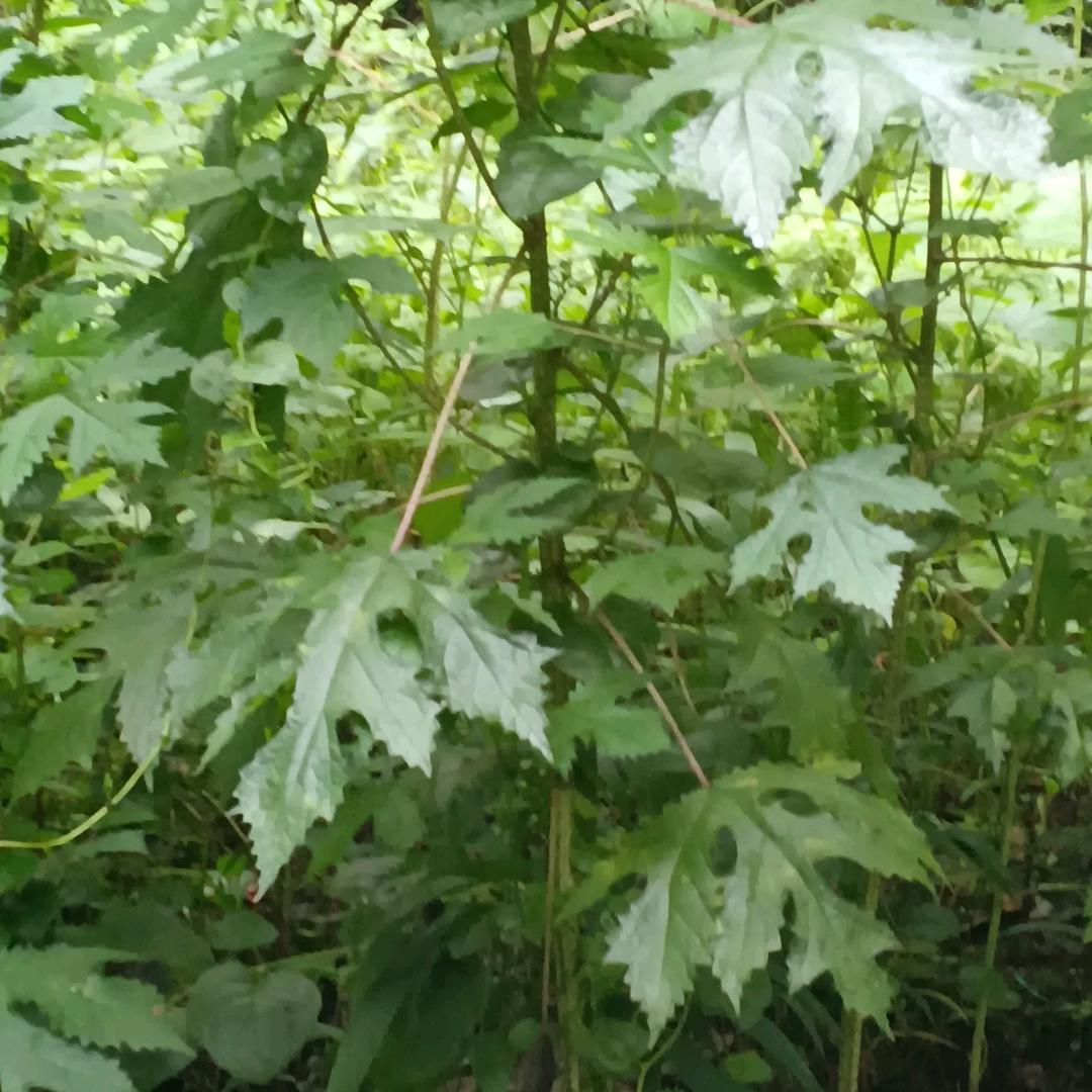 不甘心认你（姓黄）