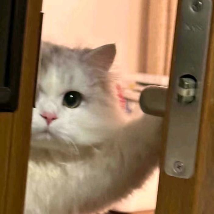 茉莉
