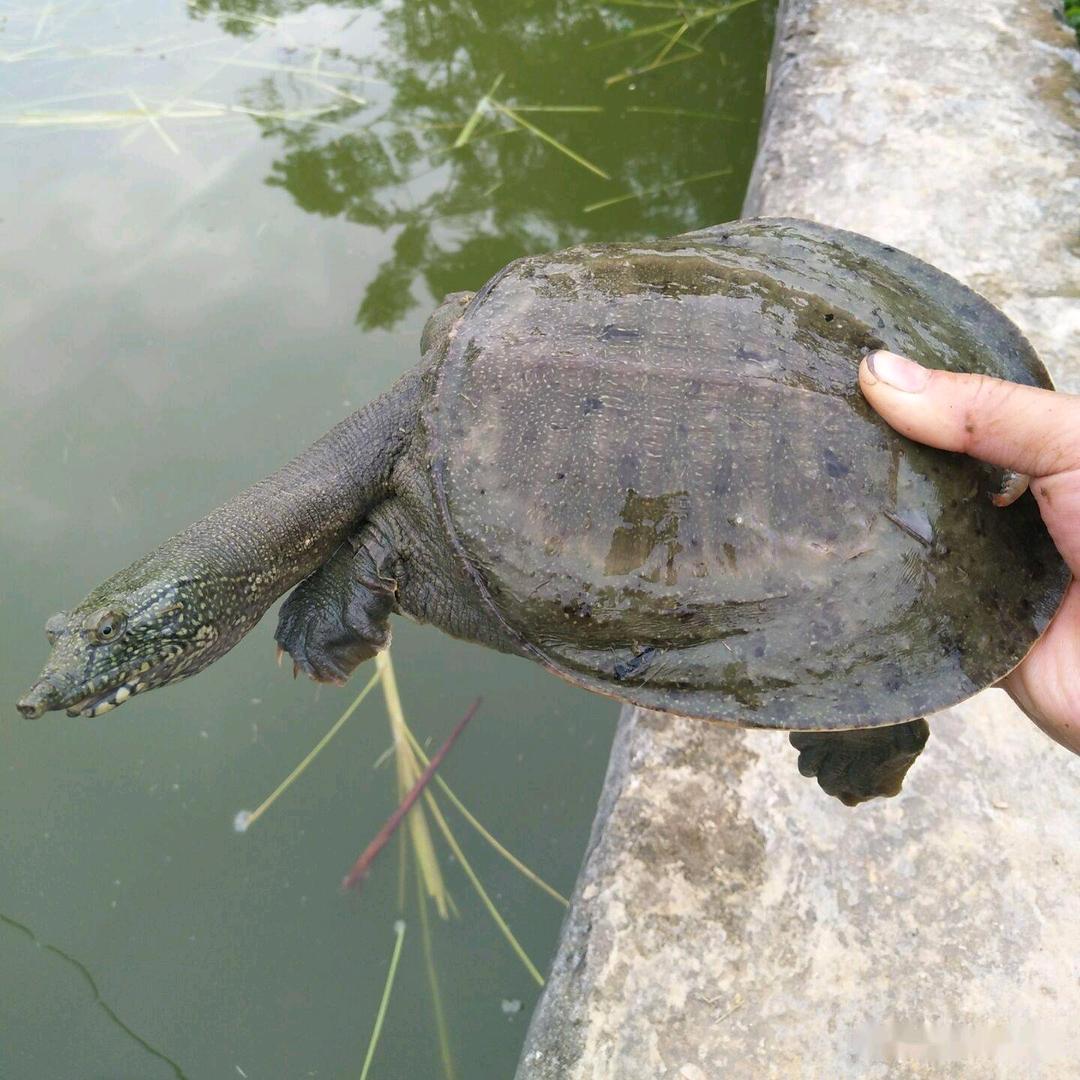 甲鱼养殖基地小左