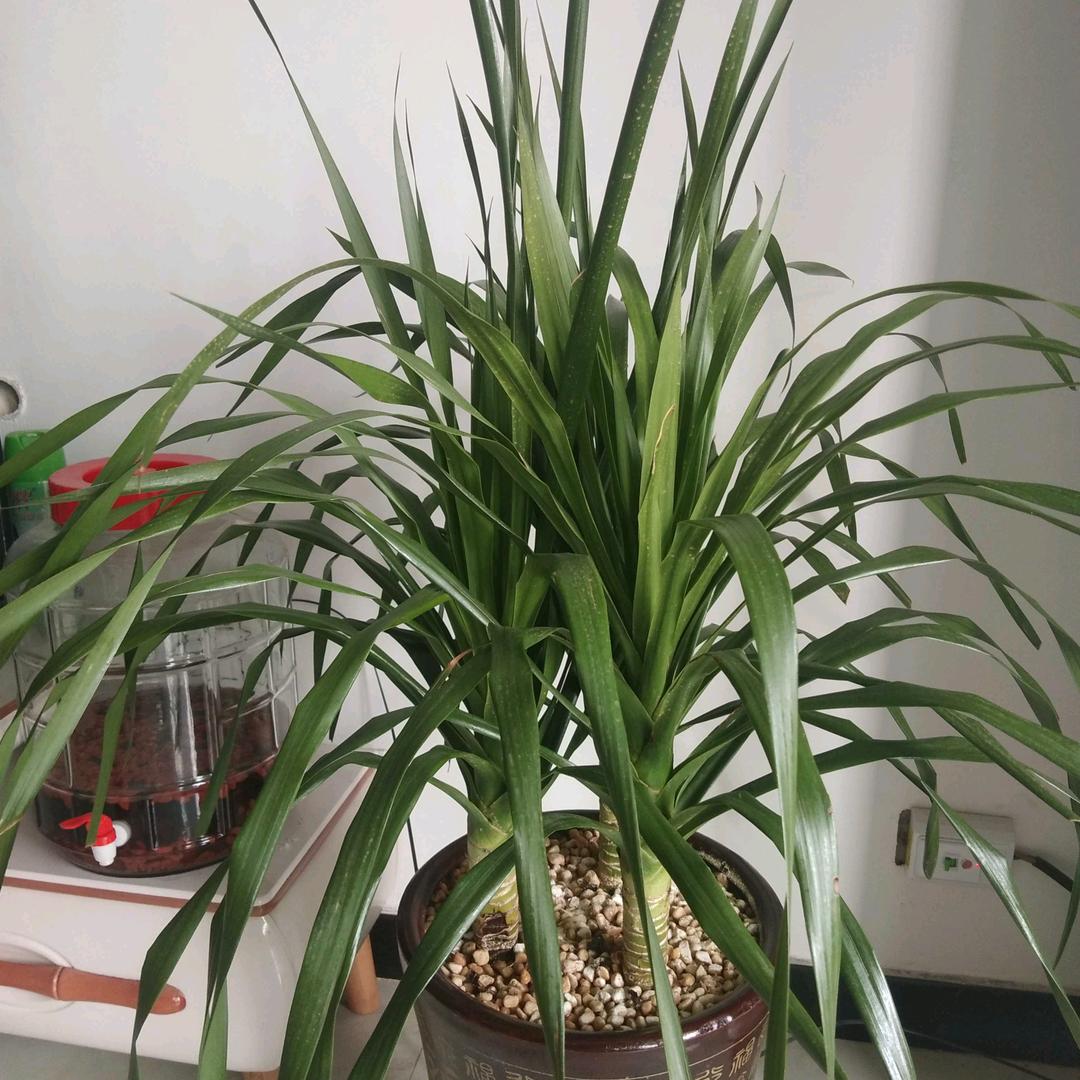 小四爷