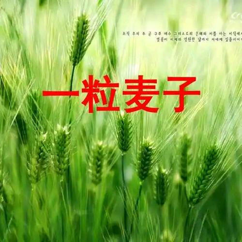 迦南路