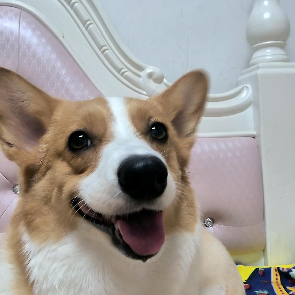 七宝@可爱的柯基