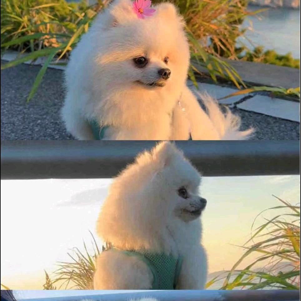 兜兜有米￥