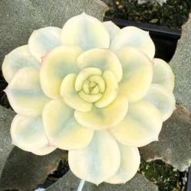 多肉出口国际物流