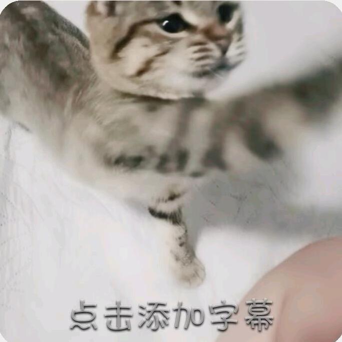 猫咪图书馆长