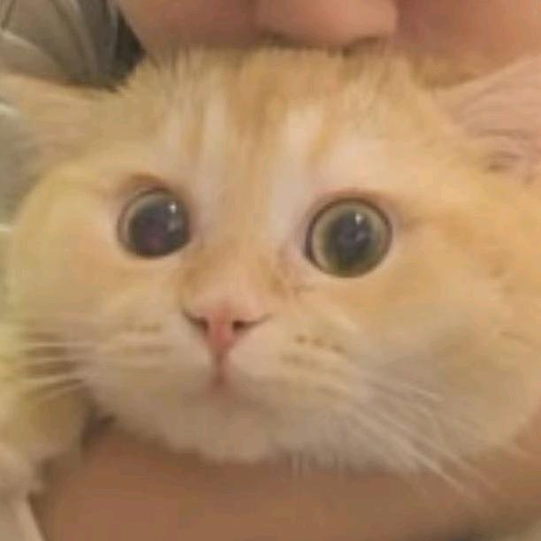 兔子喜欢吃布丁