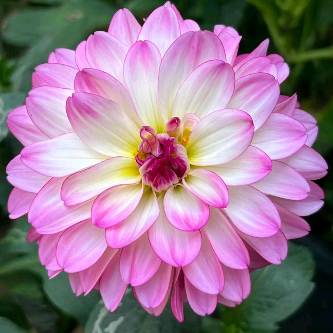 清香芬芳