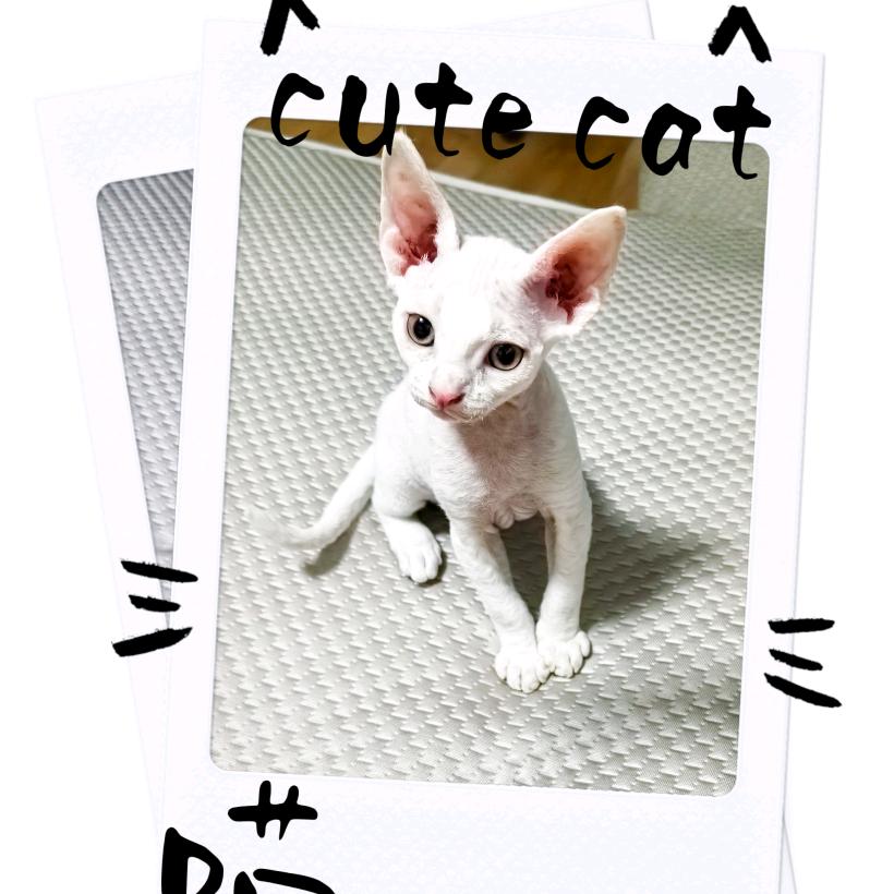 德文小猫😽-     霹雳