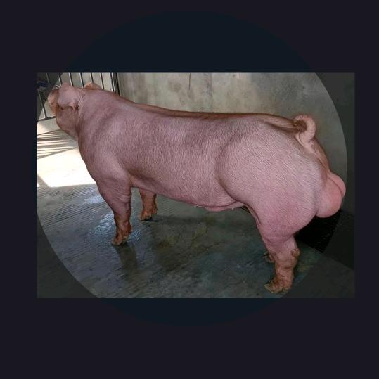 猪猪妹-农村生活