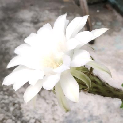虾🍀扯🌺蛋