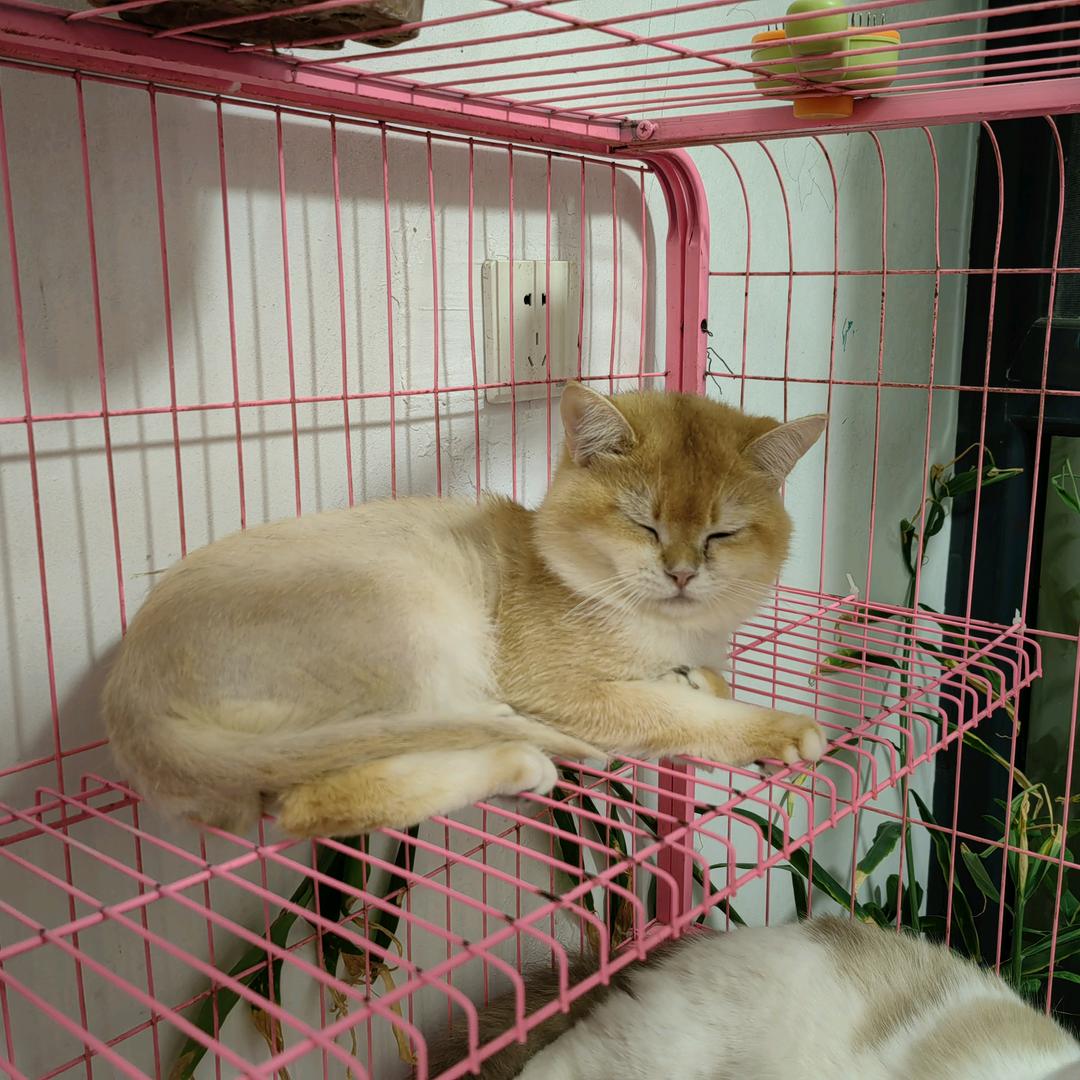 家有傻猫三只