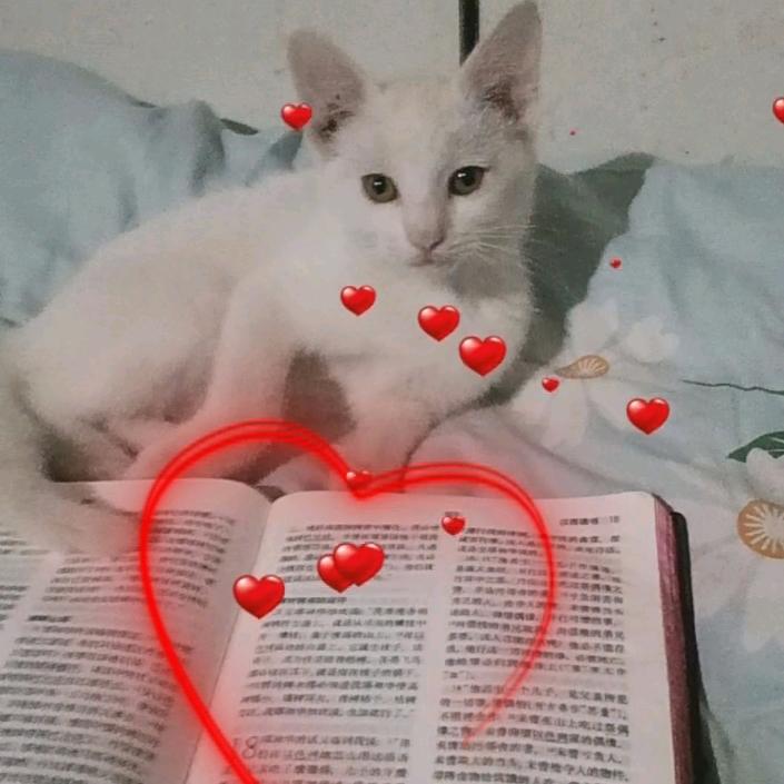 ②哥放羊﹉李一针💉