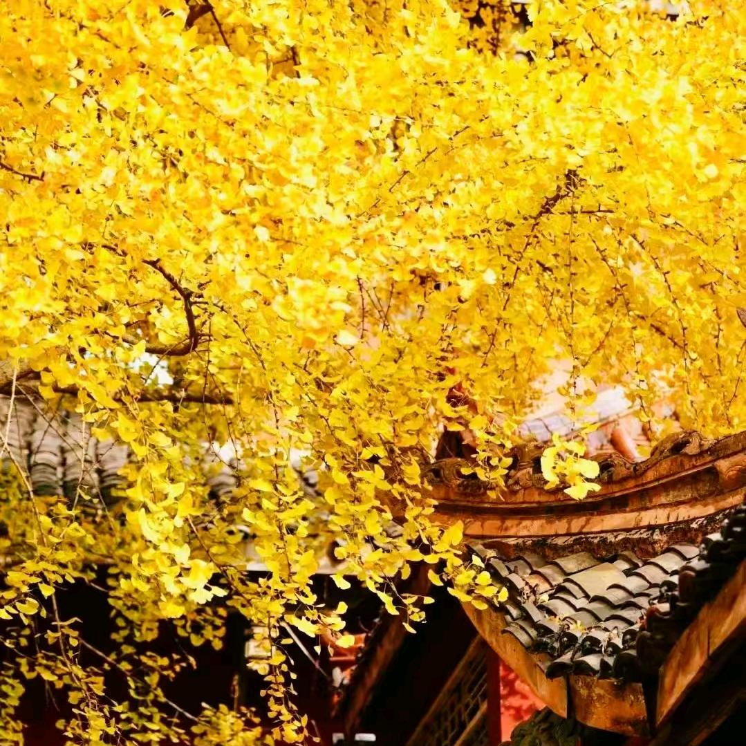 开心（观闭回）