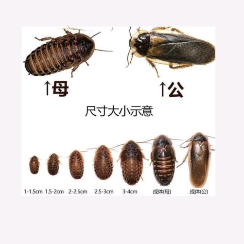 杜比亚蟑螂技术分享