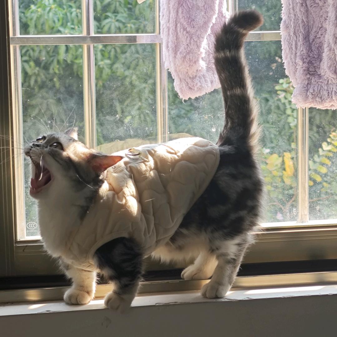 猪咪麻麻