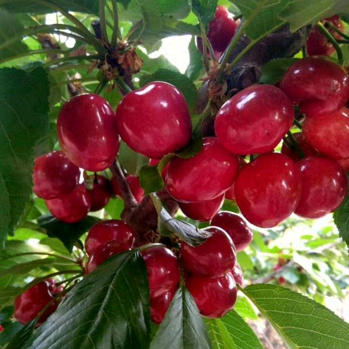 樱桃谷刘姐（职业果农丿